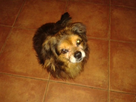 Este es Chispo!