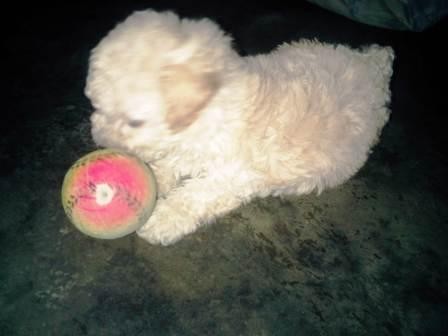 AQUI TIENE 1 MES Y ES MUY JUGUETON