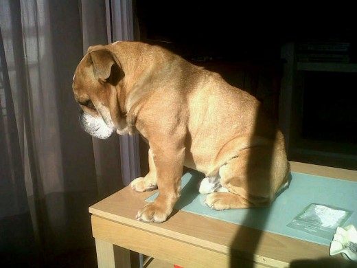 Tomando el sol en la mesa Tomando el sol en la mesa