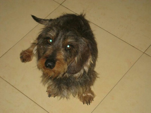 Este es Ouzo un día antes de adoptarlo. Le hacía falta un stripping y un nuevo hogar. Es super bueno, le encantan los niños y hace con todo el mundo. Más feliz no puedo ser. Este es Ouzo un día antes de adoptarlo. Le hacía falta un stripping y un nuevo hogar. Es super bueno, le encantan los niños y hace con todo el mundo. Más feliz no puedo ser.