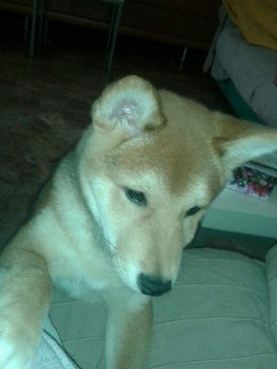 Soy un Shiba cariñoso y tranquilo.
Me encanta jugar con mi hermana Kenia ( Shar pei ) Soy un Shiba cariñoso y tranquilo.
Me encanta jugar con mi hermana Kenia ( Shar pei )