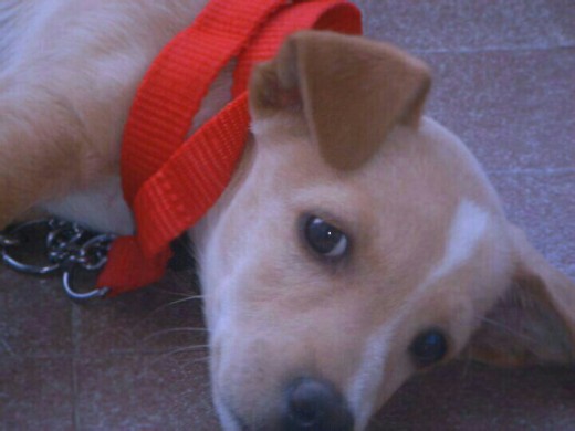 El mas guapo El mas guapo