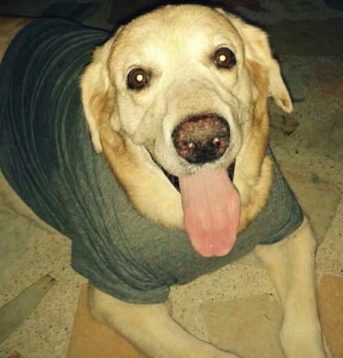 Soy el perro mas noble del mundo Soy el perro mas noble del mundo