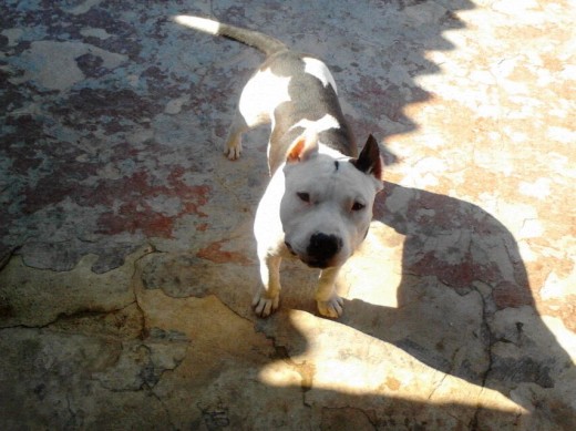 Hola , me llamo Tango, tengo 9 meses, a pesar que dicen que mi raza es potencialmente peligrosa, estoy orgulloso de ser un AMERICAN STANFORD, me encanta jugar con los niños y mi mamá :) 