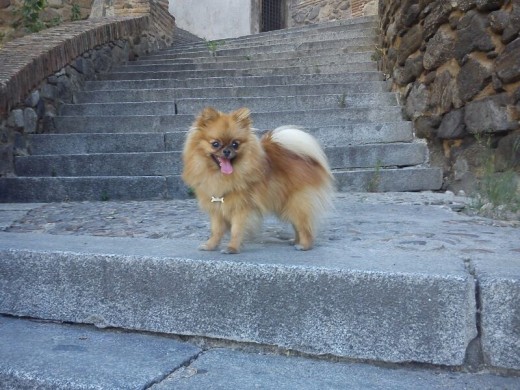 shipo en las escaleras que suben al arco de la sangre de Toledo

*mira mi video( de Youtube )

http://www.youtube.com/watch?v=SQ5uEuGNtnM