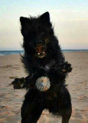 Lanzandose como un oso a por su pelota