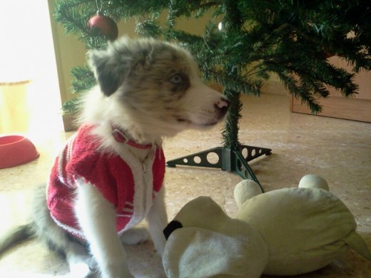 Heidi en navidad 2 meses y medio Heidi en navidad 2 meses y medio