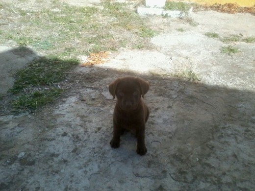 Tiene 3 meses es hembra labrador color chocolate