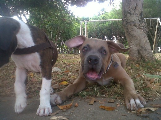 Rocko feliz de la vida con su hermanita, Maia... Rocko feliz de la vida con su hermanita, Maia...