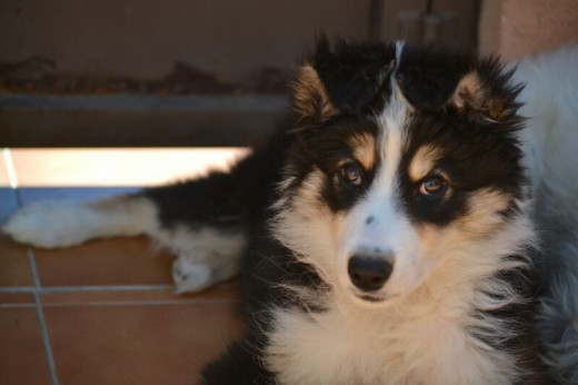 Tony es pequeño, peludo y suave. Tony es pequeño, peludo y suave.