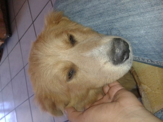 el es Vayro cruza de un Chow con una perra meztiza, es un perro muy hermoso y a pesar de ser cruza es mas especial que muchas razas, amo a mis mascotas tanto como a mi y eso que tengo mucho autoestima, no no soy gay:) tengo una novia muy hermosa llamada Xiomara♥.♥ el es Vayro cruza de un Chow con una perra meztiza, es un perro muy hermoso y a pesar de ser cruza es mas especial que muchas razas, amo a mis mascotas tanto como a mi y eso que tengo mucho autoestima, no no soy gay:) tengo una novia muy hermosa llamada Xiomara♥.♥