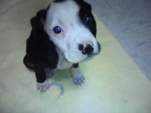 Este es balek, mi nuevo hijo Este es balek, mi nuevo hijo