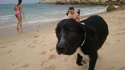 en la playa, en la foto tenia 5 meses jeje, empezando a anchar la cabeza.