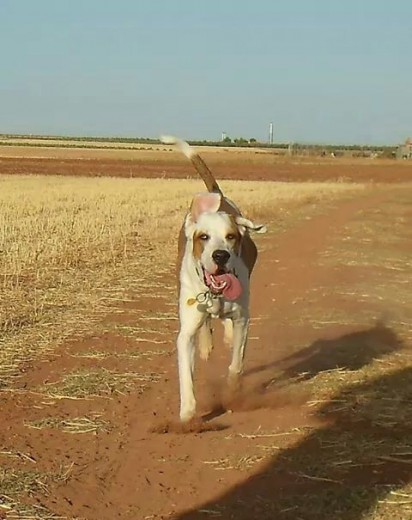 feliz en el campo.. feliz en el campo..