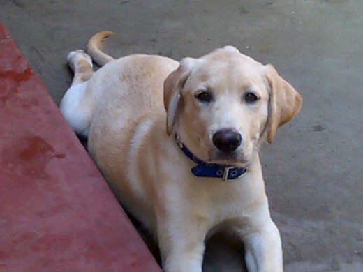 El es daddy, mi hermoso cachorro labrador retriever, le encantan los paseos por la mañana y jugar con las pelotas, lo amo...