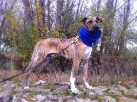 Tay es un mestizo de galgo, de 6 meses, le hemos adoptado recientemente, super cariñoso y juguetón, pura energia,  aunque también le encanta dormir mucho, super sociable con perros y otras personas, con otros animales aun no sabemos.