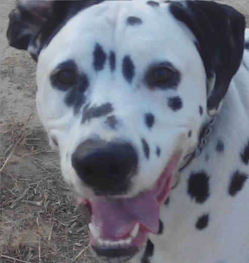 Pongo!