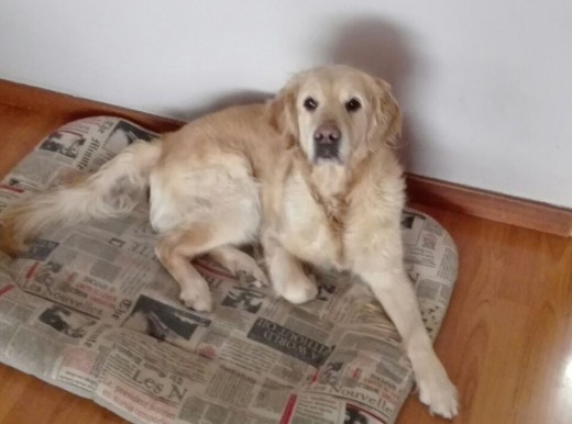 Golden Retriever hembra con 8 años recién cumplidos.
En perfecto estado físico y con todas las vacunas al día. Muy cariñosa y juguetona. Entregamos el perrito por motivos personales. Queremos una família que la cuide. Absténgase personas que no cumplan este requisito. Golden Retriever hembra con 8 años recién cumplidos.
En perfecto estado físico y con todas las vacunas al día. Muy cariñosa y juguetona. Entregamos el perrito por motivos personales. Queremos una família que la cuide. Absténgase personas que no cumplan este requisito.