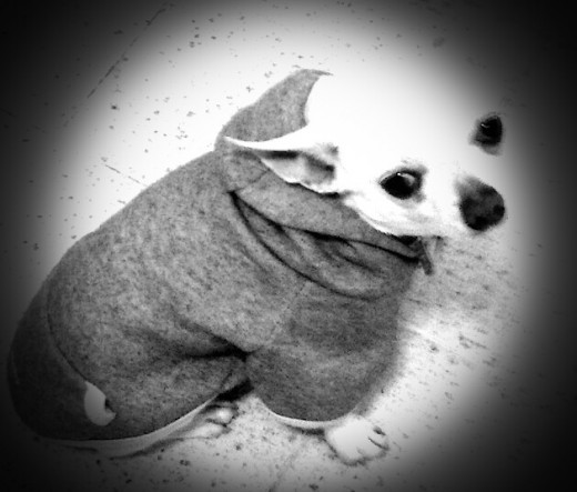 cocco.. Chihuahua albino 3,400 kg.. macho.. 3 años.. cocco.. Chihuahua albino 3,400 kg.. macho.. 3 años..