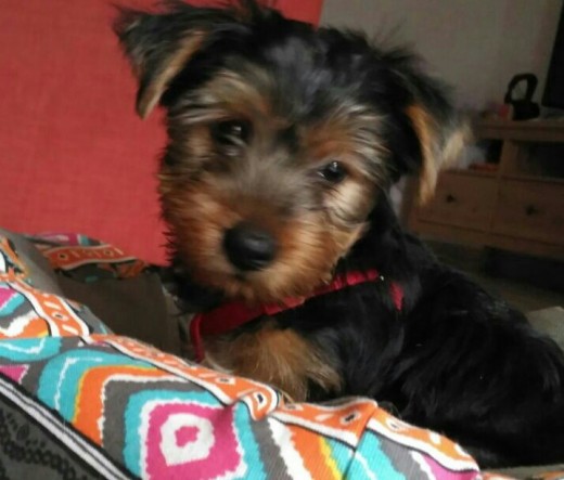 Thor 2meses 