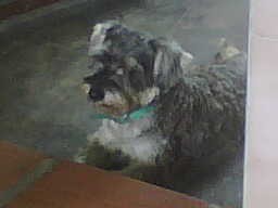 Ando buscando novia... Soy muy lindo cariñoso y me gusta jugar mucho. Ando buscando novia... Soy muy lindo cariñoso y me gusta jugar mucho.