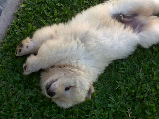 lion jugando lion jugando