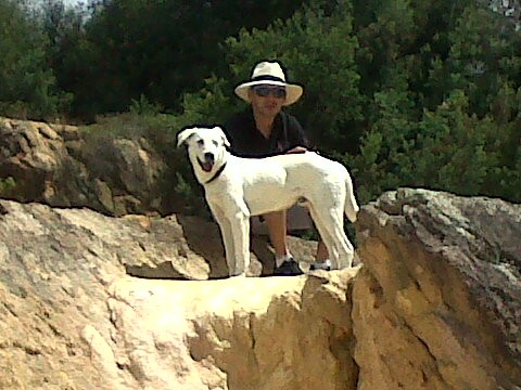 TEO EL LABRADOR AMERICANO