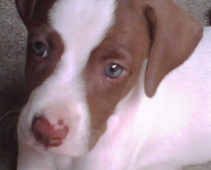 no es 100% APBT el papa es dalmata no es 100% APBT el papa es dalmata