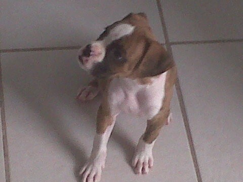 Kimbo (2meses) Kimbo (2meses)