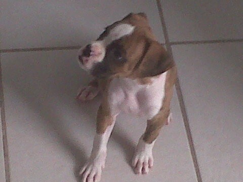 Kimbo (2meses)