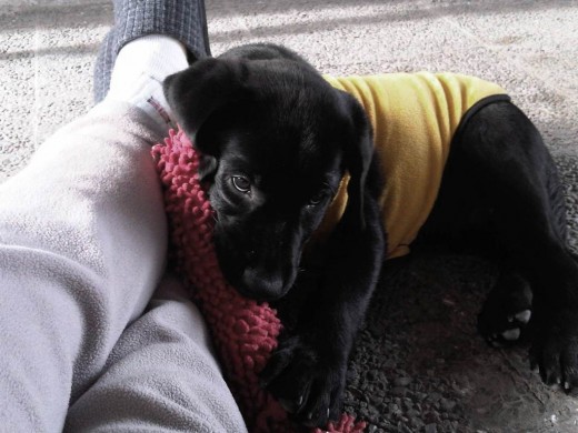 Su primera mañana en casa mordiendo su juguete.. Su primera mañana en casa mordiendo su juguete..