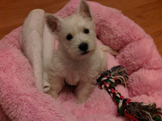 Mi preciosa moira! aqui tiene un mes y 20 días. Mi preciosa moira! aqui tiene un mes y 20 días.