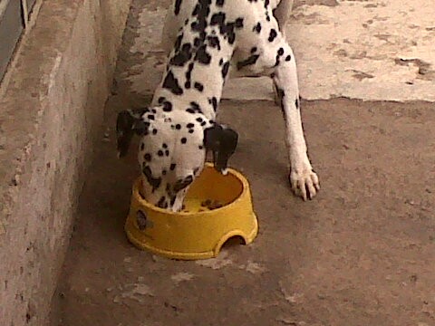 manchas la aspiradora perruna al comer