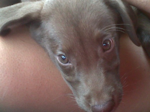 chelsea de 4 meses
chelsea de 4 meses