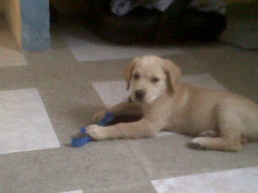 mii chiquuito :) jugueton mii chiquuito :) jugueton