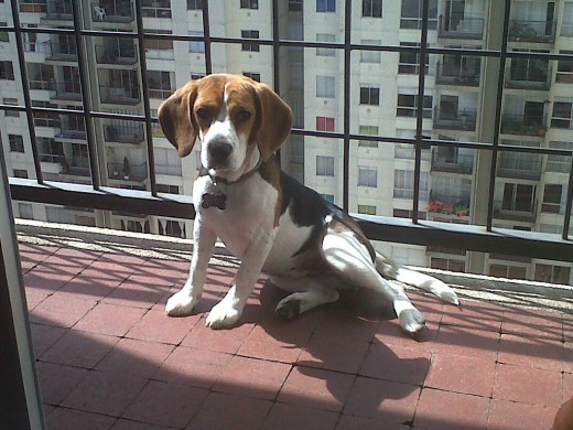 Esta foto fue tomada el 30/01/2012 en el balcón de nuestro apartamento, a Sophie le encanta tirarse ahí a tomar el sol Esta foto fue tomada el 30/01/2012 en el balcón de nuestro apartamento, a Sophie le encanta tirarse ahí a tomar el sol