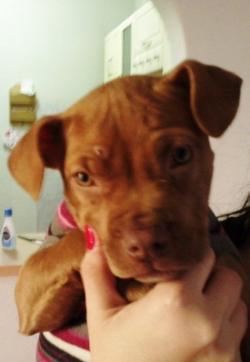 Esta chiqita, con solamente 2 meses d edad, muestra un  caracter bien propio de su raza, es una dulzura, pero busca liderar constantemente.