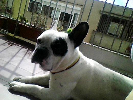aqui esta yako, un bulldog francés de 8 años, pero parece que tiene 4 jaja es un revoltosoo..lo importante es que busca a una hembra para tener descendientes.. como veis es blanco y tiene manchitas negras, lo gracioso es lo del ojo y la oreja una negra y la otra blanca:) aqui esta yako, un bulldog francés de 8 años, pero parece que tiene 4 jaja es un revoltosoo..lo importante es que busca a una hembra para tener descendientes.. como veis es blanco y tiene manchitas negras, lo gracioso es lo del ojo y la oreja una negra y la otra blanca:)