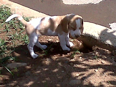 MI HERMOSA JUGANDO EN LA TIERRA HACIENDO HOYOS!!!!!