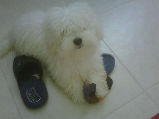 Bumbu a sus 5 meses Bumbu a sus 5 meses