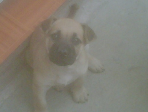 2 meses y medio :) 2 meses y medio :)