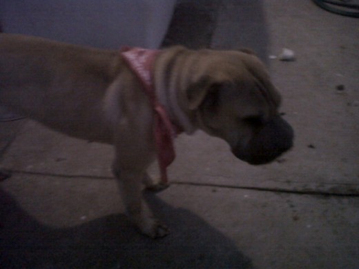 susy susy