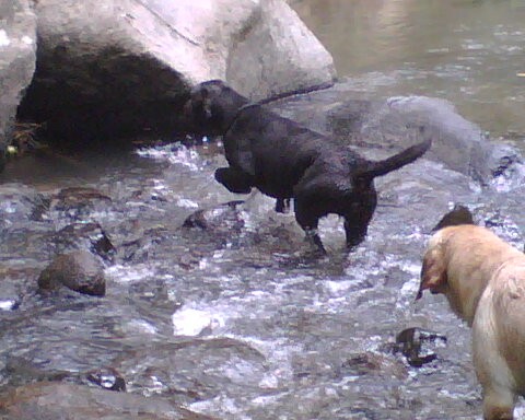 Buscando en el rio. Buscando en el rio.