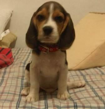 Filippo Filippo