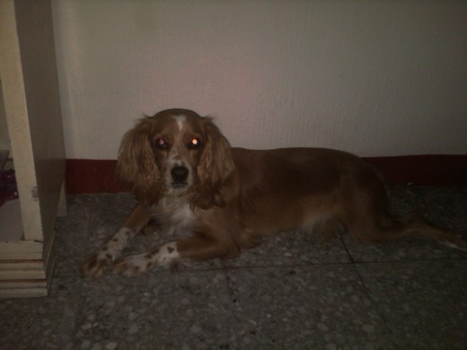 Mi gorda atenta para poder subirse a la cama =) Mi gorda atenta para poder subirse a la cama =)