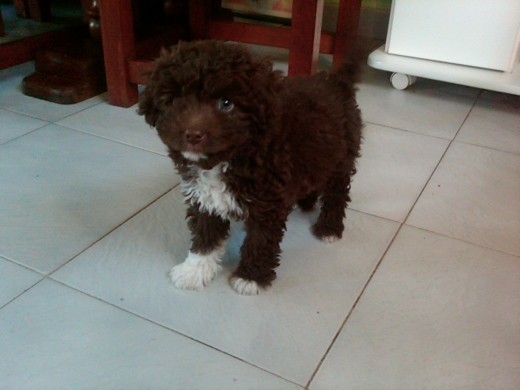 Aca tiene 2 meses. Aca tiene 2 meses.