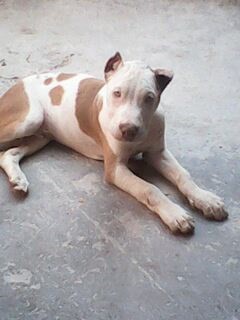 hola que tal, me gustaria saber que les parese este perro, es original? tendra buen porte de grande? tiene 3 meses y medio y le acabo de cortar las orejas si si es pit bull que categoria es o no se como se clasifiquen, grasias por su atencion
