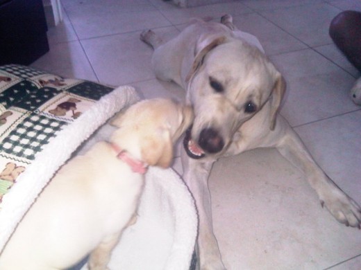 Rex y Zuki Rex y Zuki