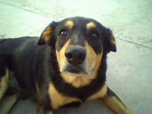 esta es mi perrita miziz esta es mi perrita miziz