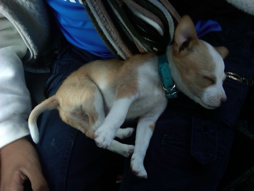 es mi perrito cuando estaba dormido es mi perrito cuando estaba dormido